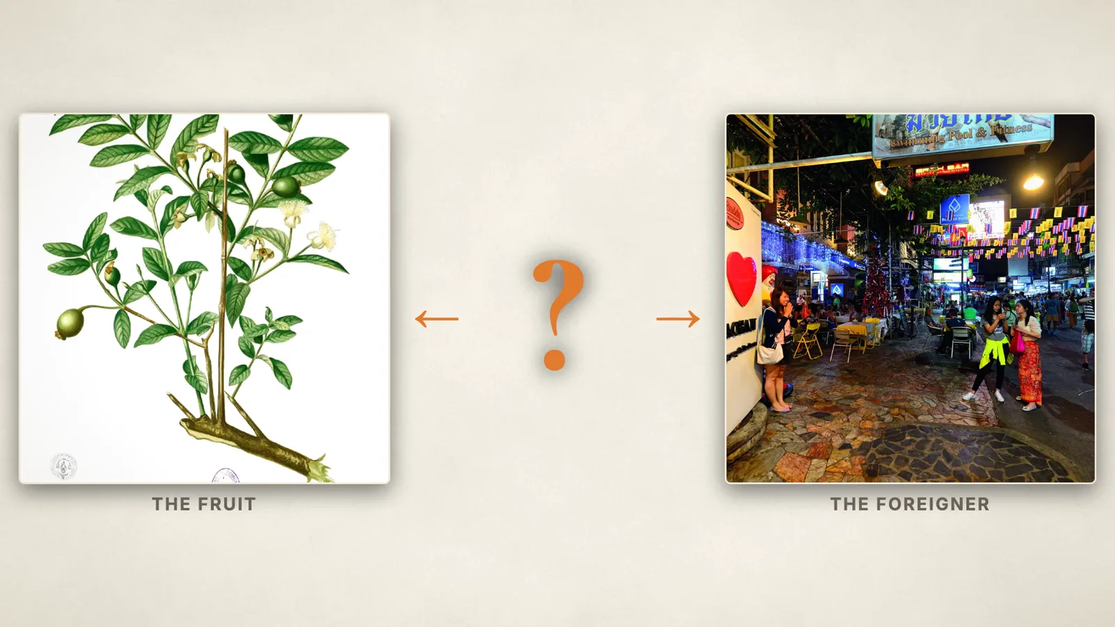 Une planche botanique de goyave et une photo de Khao San Road, à Bangkok, la nuit, reliées par des flèches à un grand point d'interrogation : le fruit, ou l'étranger ?