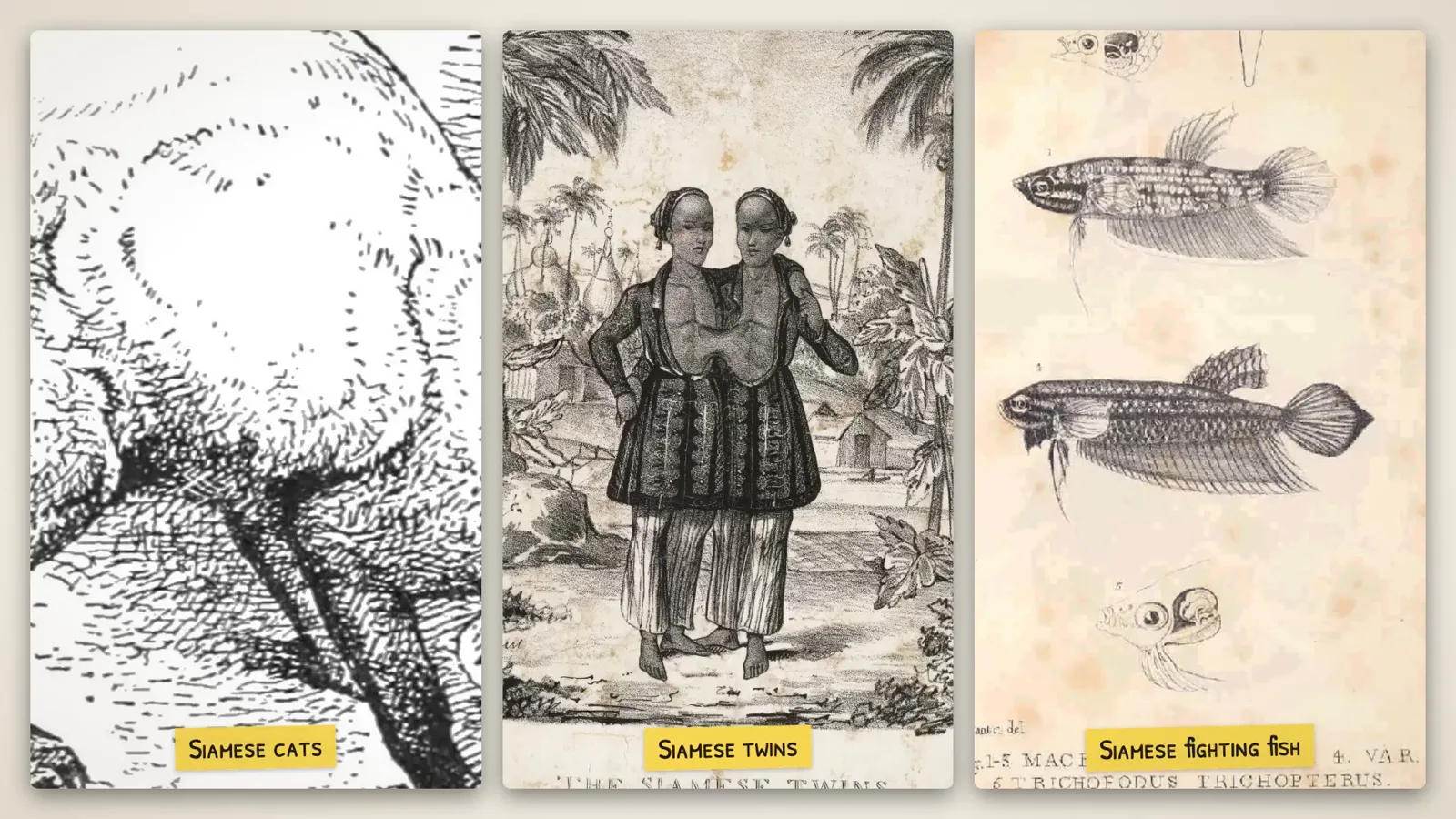 Siamese cats, the Siamese twins Chang and Eng, and Siamese fighting fish, in old prints