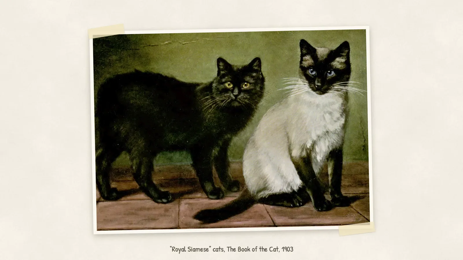 “Royal Siamese” cats, The Book of the Cat, 1903
